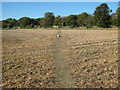 Footpath towards Longage Farm