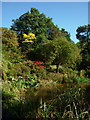 Water garden, Golders Hill Park, London NW11