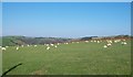 Grazing sheep near Ffridd-cefn-gaer