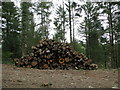 Timber stack in the woods west of Affeton Barton