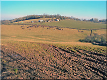 SO3816 : Farmland at Newordden Farm by Trevor Rickard