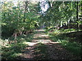 Footpath east through Park Wood