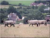 TQ3013 : Sheep on the Downs above Clayton parish church by nick macneill