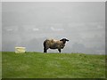 Sheep, Reaghan (2)