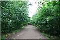 A leafy Thames Path