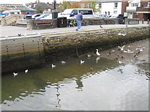 SZ3295 : Birds at Town Quay, Lymington by Alex McGregor