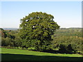 Magnificent Oak near Great Streele Farm