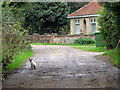 Siamese cat prowling in Allotment Lane, West Beckham