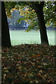 Autumnal sycamores beside Loch of Forfar