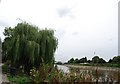 Willow tree by the River Thames