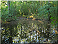 Pond, Lower Kiln Copse