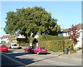 Dominant tree, Cyncoed Road, Cardiff