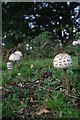 Mushrooms on Tiptee Heath