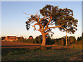 Golden Oak near Priory Farm