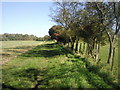 North Downs Way near Farthing Common