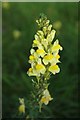 Common Toadflax