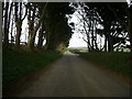 Tree-lined road to Mathry