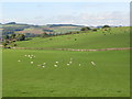 Pastures south of Whinnyhill Plantations (2)