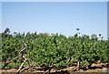 Apple orchard, Ham Green Farm