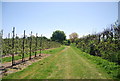 Saxon Shore Way heading south through orchards