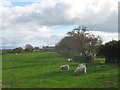 Grazing sheep at Hendre Penprys Farm