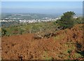 Bracken above Okehampton