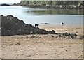 Incoming tide at Nun Mill Bay