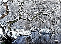 NU1228 : Winter Stream by Alfie Tait