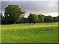 Evening fields near The Bage