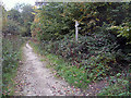 Woodland paths in Banktop Wood