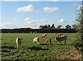 Livestock near Plealey Villa