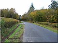 Autumn colours near Burnfoot