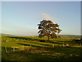 Fields near Salterforth