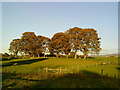 Trees near Salterforth