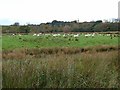 Field near Cadgill