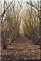 A Coppice in Brickkiln Wood, Cockernhoe, Bedfordshire