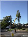 Christchurch, Lombardy Poplar