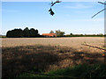 Stubble field beside the B1105 road