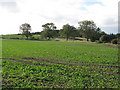 Farmland above West Fell (4)