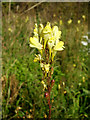 Flower on the Footpath