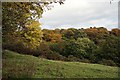 Woodland near Dore village