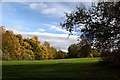 Autumn colour in Ecclesall Woods