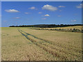 Farmland, Crondall