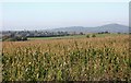 Maize crop at Queenhill