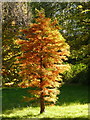 Bournemouth: a tree on the turn