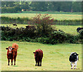 Cattle at the Corbet near Banbridge (2)