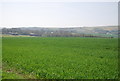 Wheat north of Alfriston