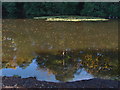 Middle Pond, Fairmile Common