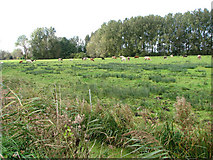 TM4391 : Cattle pasture in Beccles Marshes by Evelyn Simak