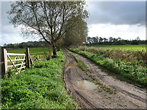 TM4391 : Footpath in Beccles Marshes by Evelyn Simak